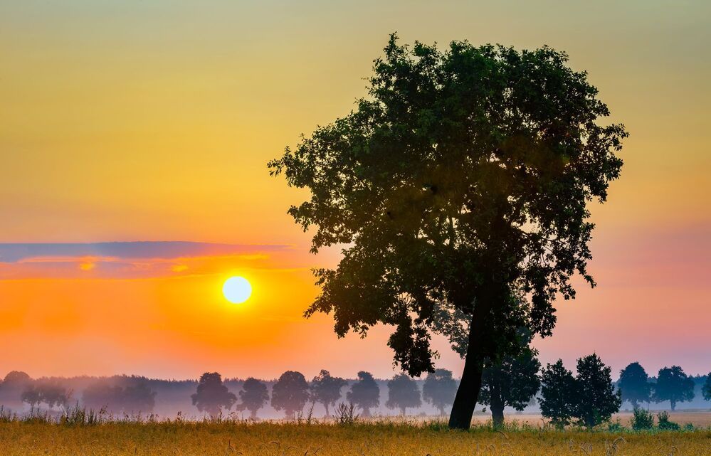 Morning on fields