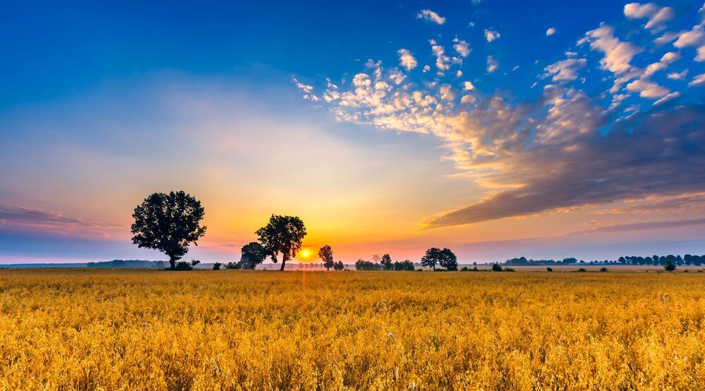 Morning on fields