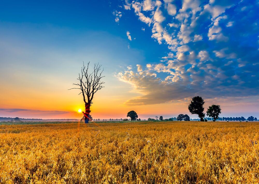 Morning on fields