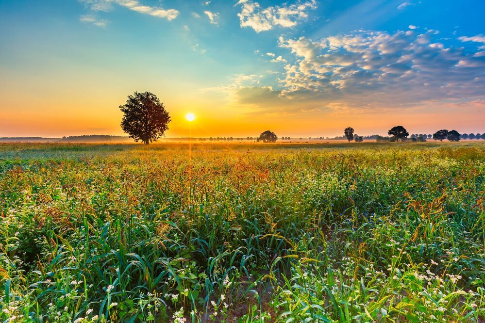 Morning on fields