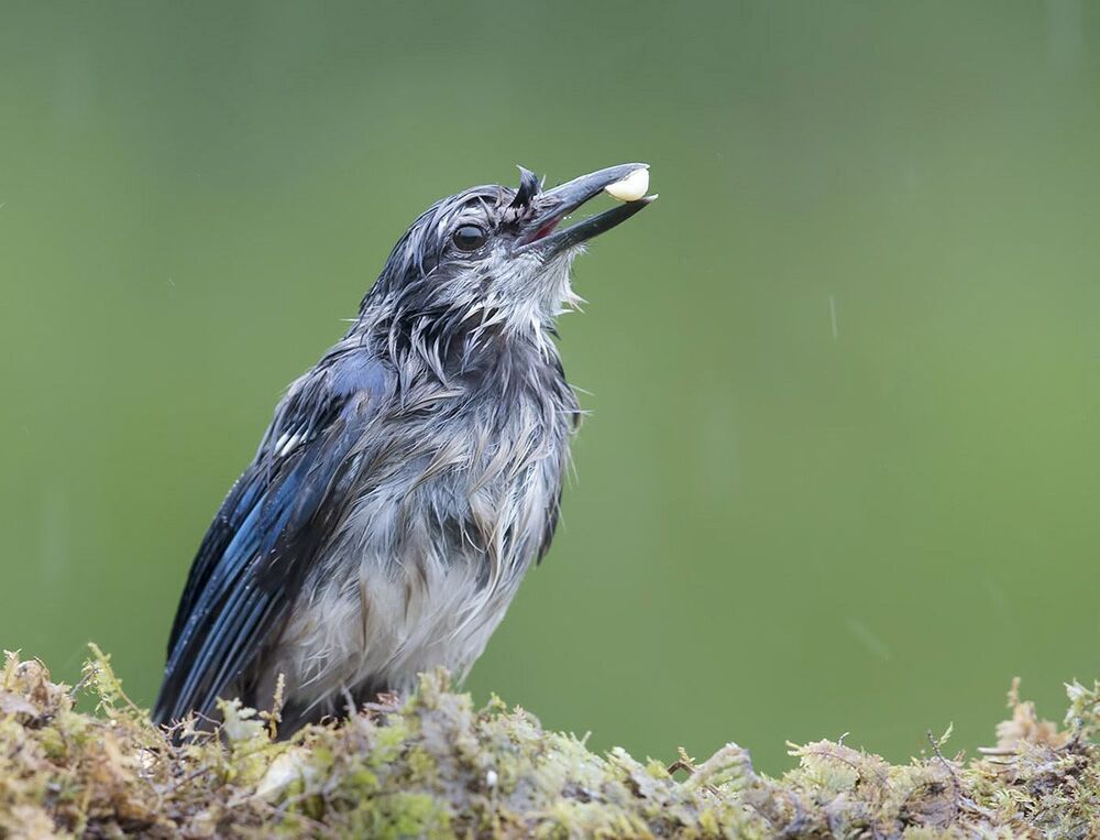 Голубая сойка - Blue Jay