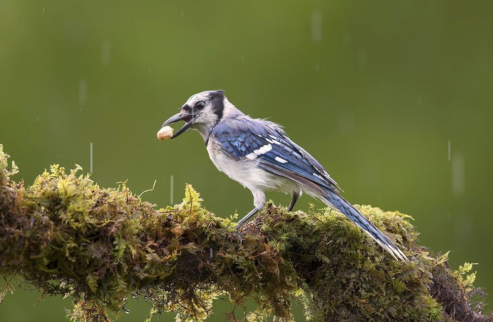 Голубая сойка - Blue Jay