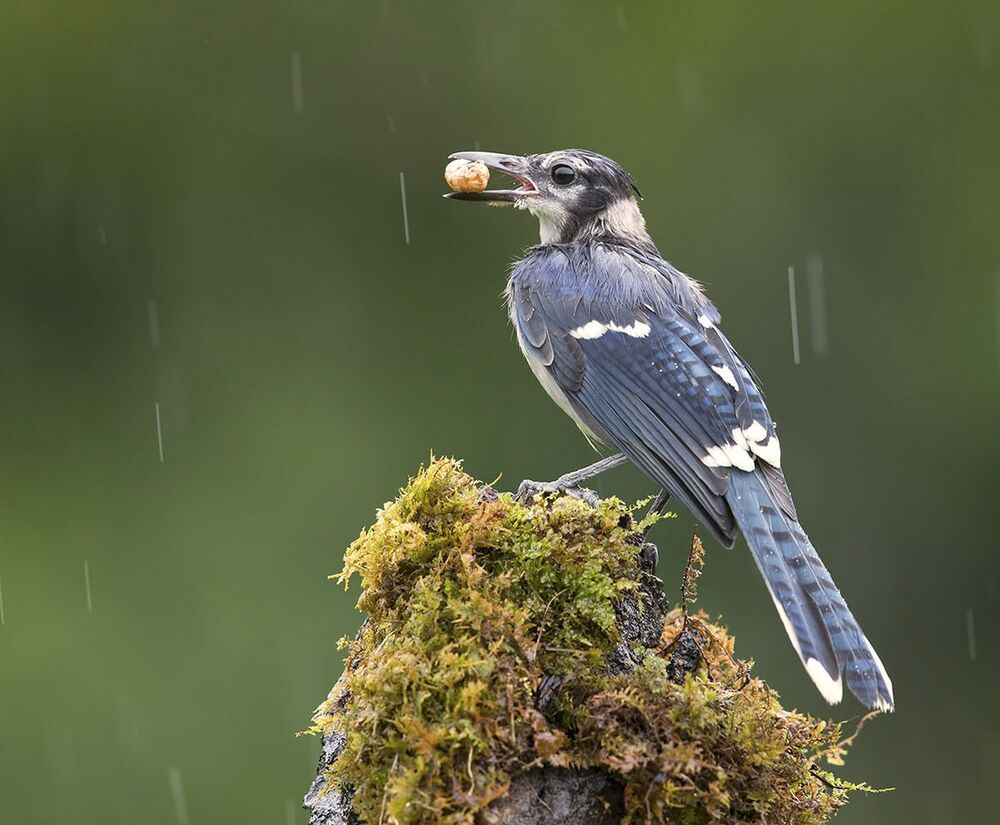 Голубая сойка - Blue Jay