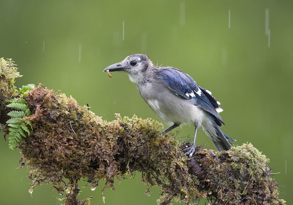 Голубая сойка - Blue Jay