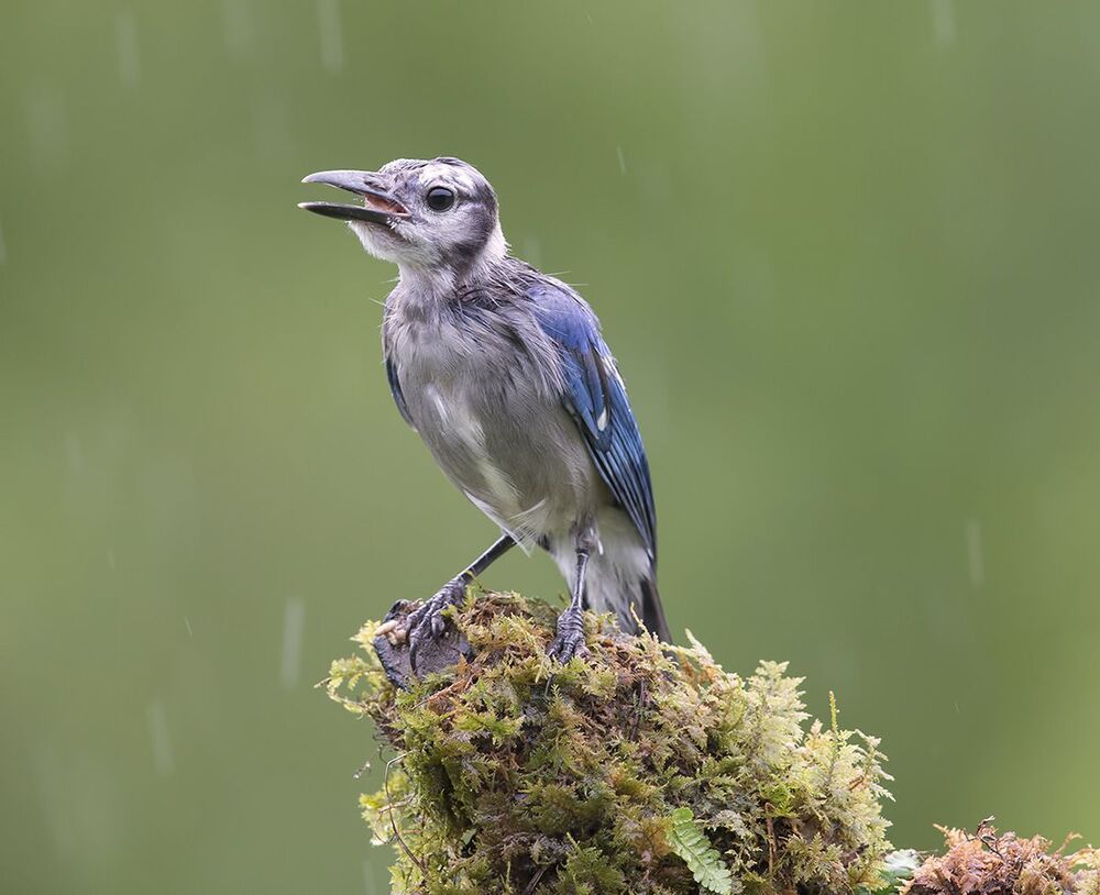 Голубая сойка - Blue Jay