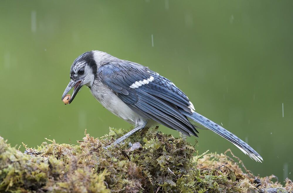 Голубая сойка - Blue Jay