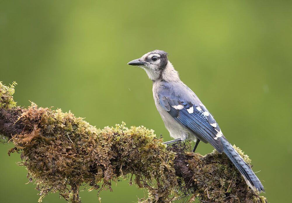 Голубая сойка - Blue Jay
