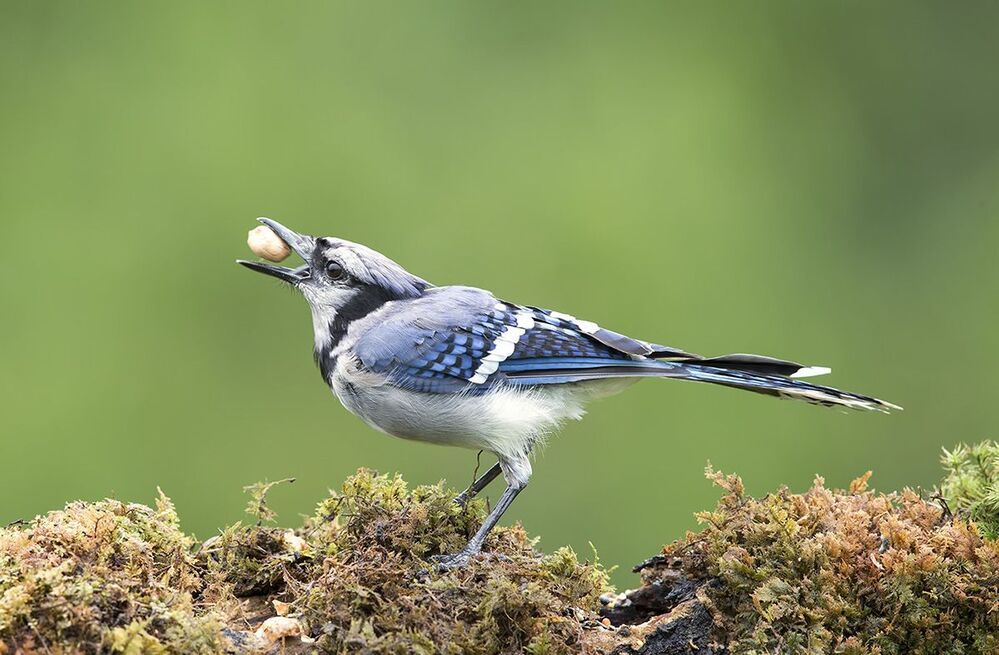 Голубая сойка - Blue Jay