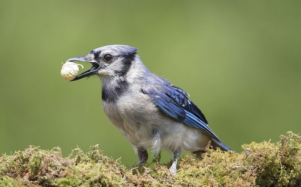 Голубая сойка - Blue Jay