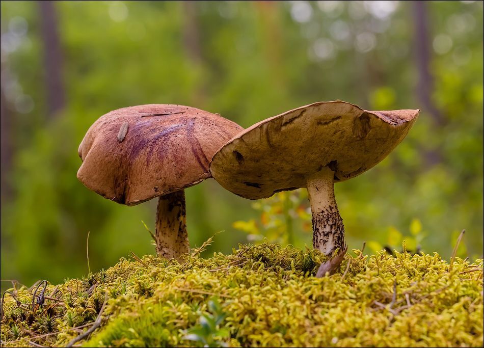 По грибы)