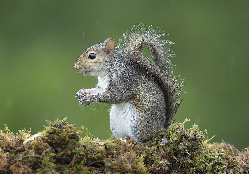 Gray squirrel - Каролинская белка  и Лисья белка - Fox Squirrel