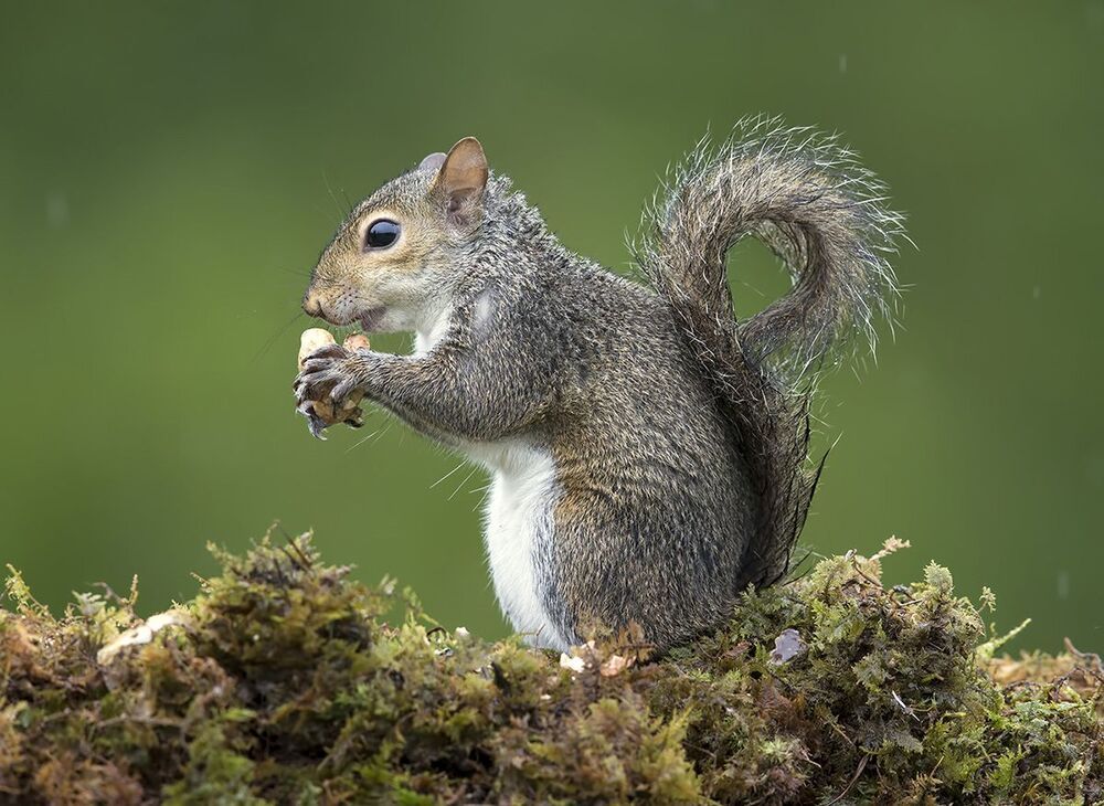 Gray squirrel - Каролинская белка  и Лисья белка - Fox Squirrel
