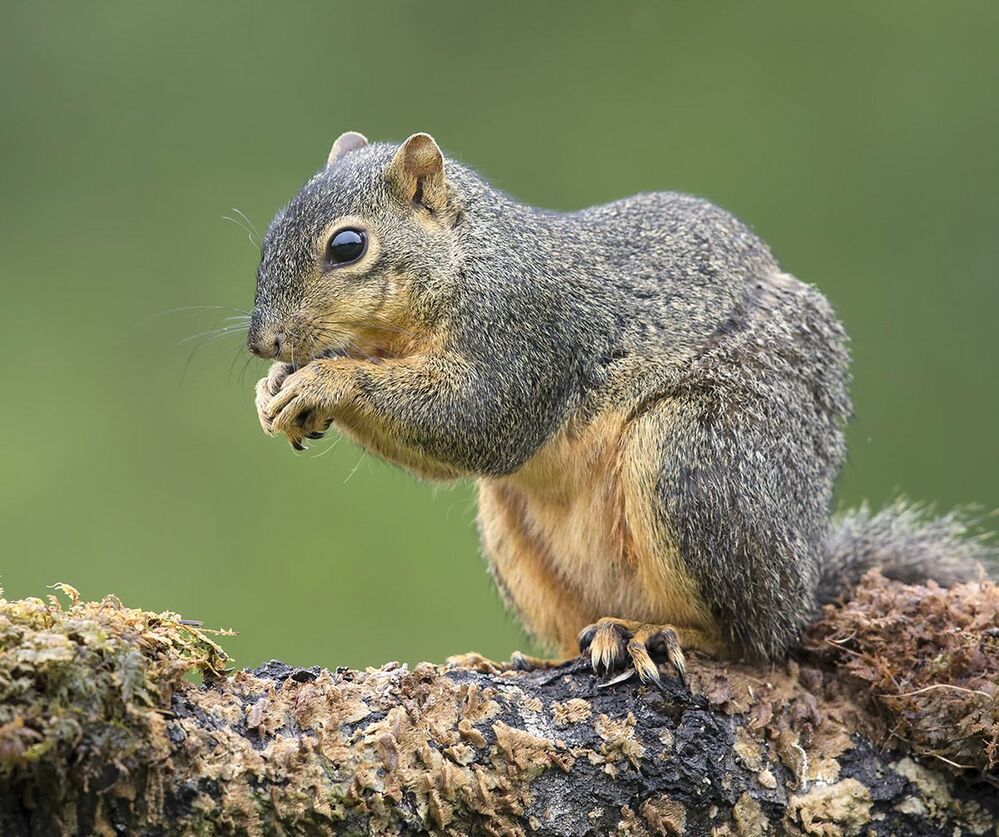 Gray squirrel - Каролинская белка  и Лисья белка - Fox Squirrel