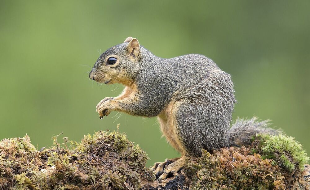 Gray squirrel - Каролинская белка  и Лисья белка - Fox Squirrel