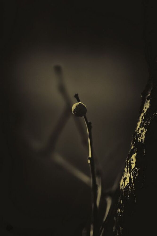 Murmurs Nodules