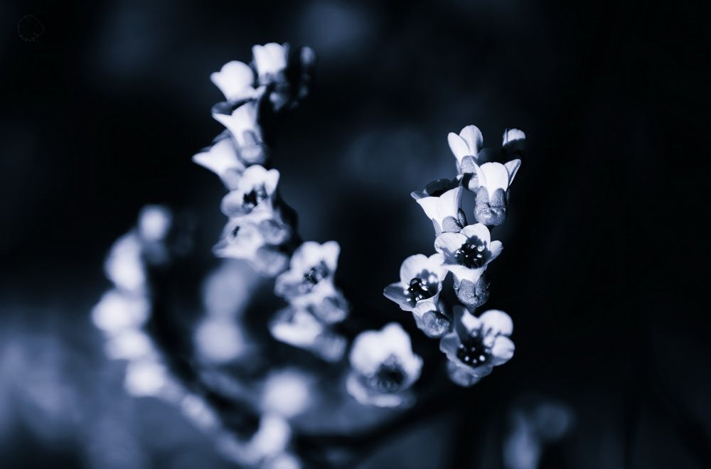 Murmurs Nodules