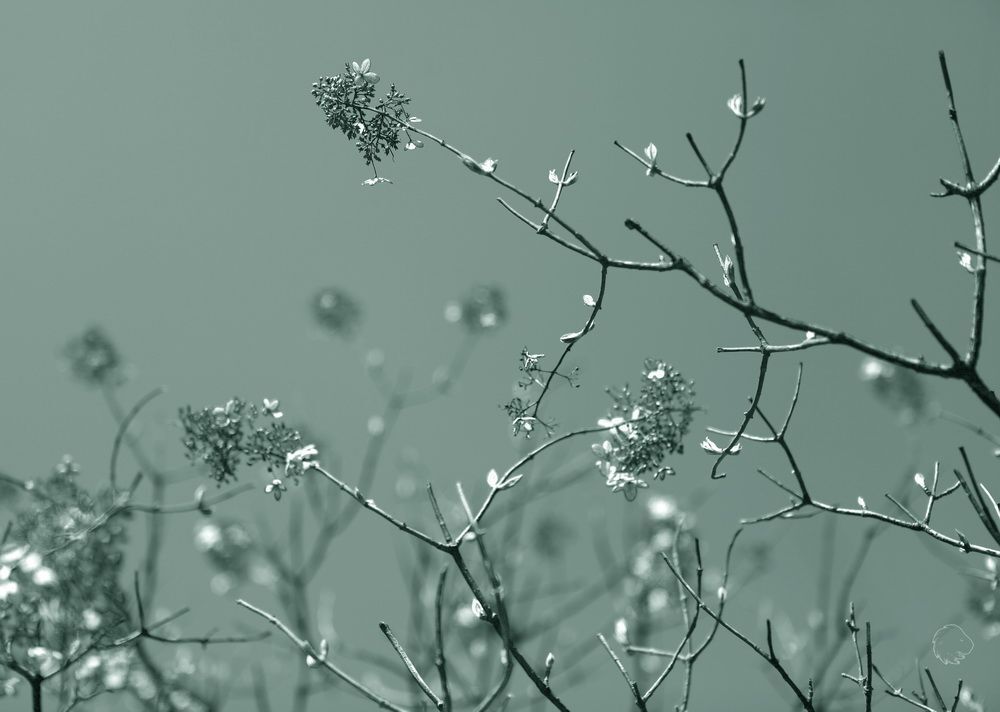 Murmurs Nodules