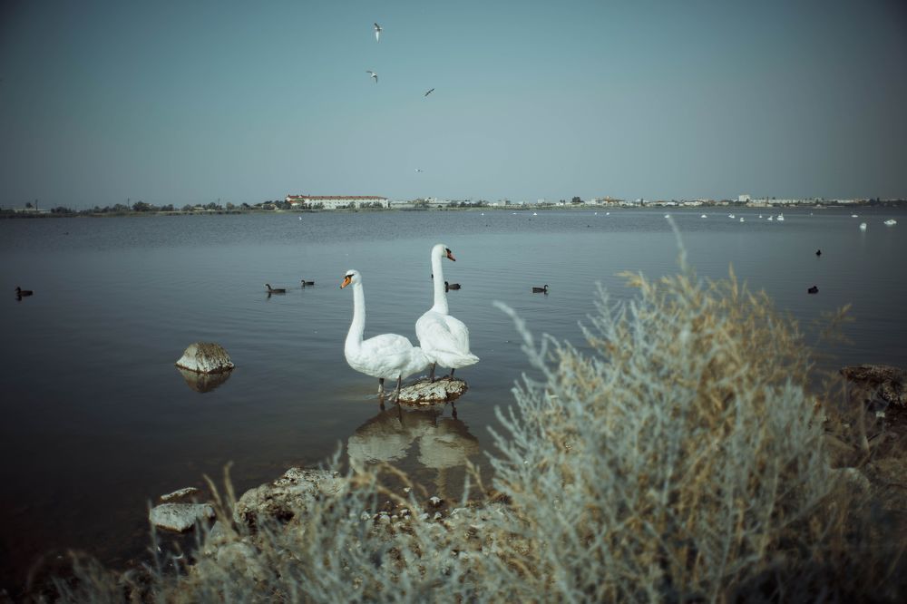 Photo 954502