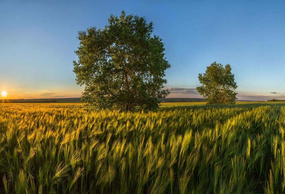 Колосится рожь