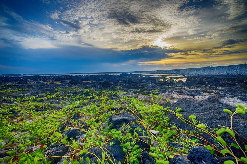 Ly Son Island