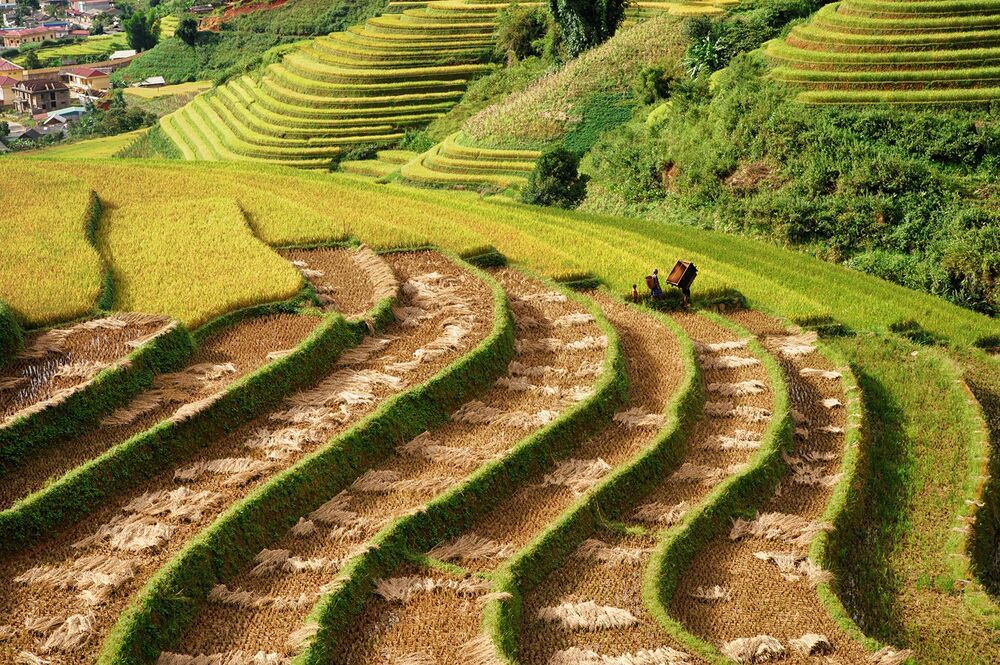 Terraced fields