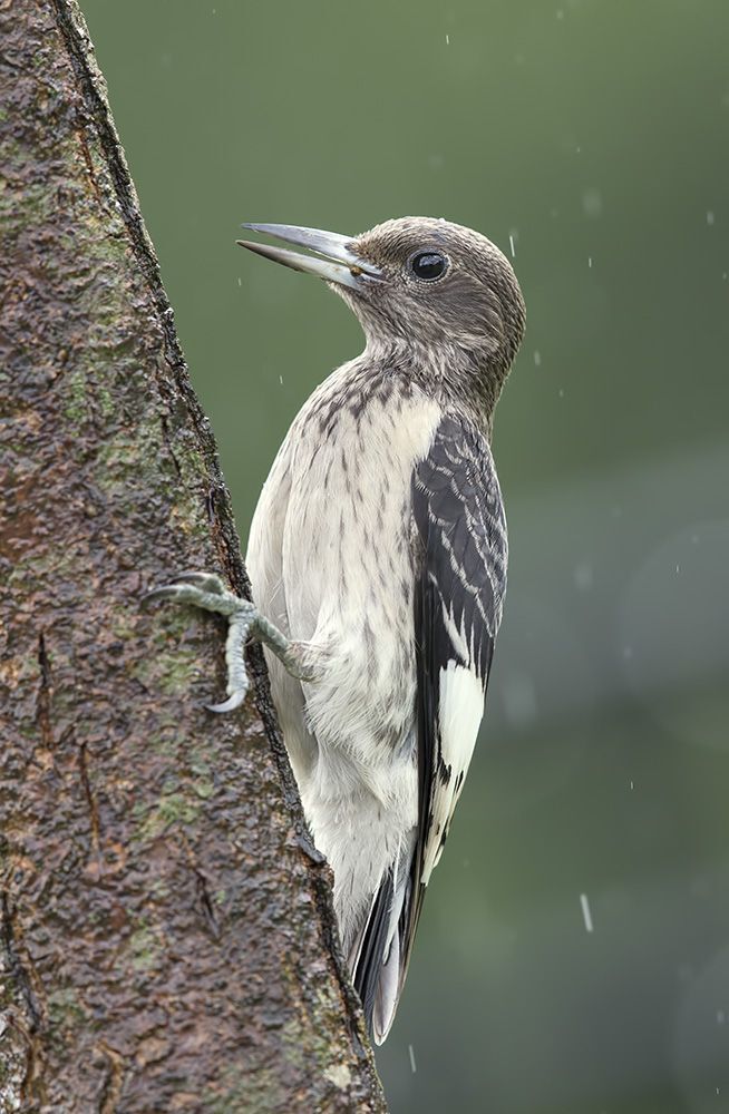Cлёток.Красноголовый меланерпес - Red-headed Woodpecker Juvenile