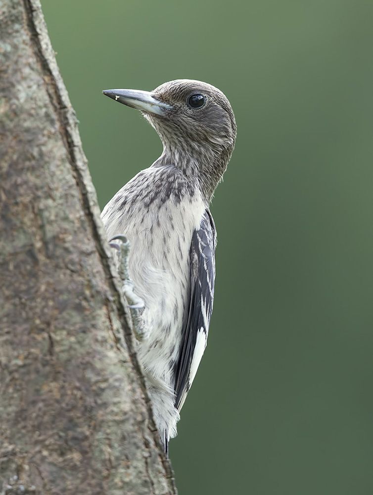 Красноголовый меланерпес - Red-headed Woodpecker