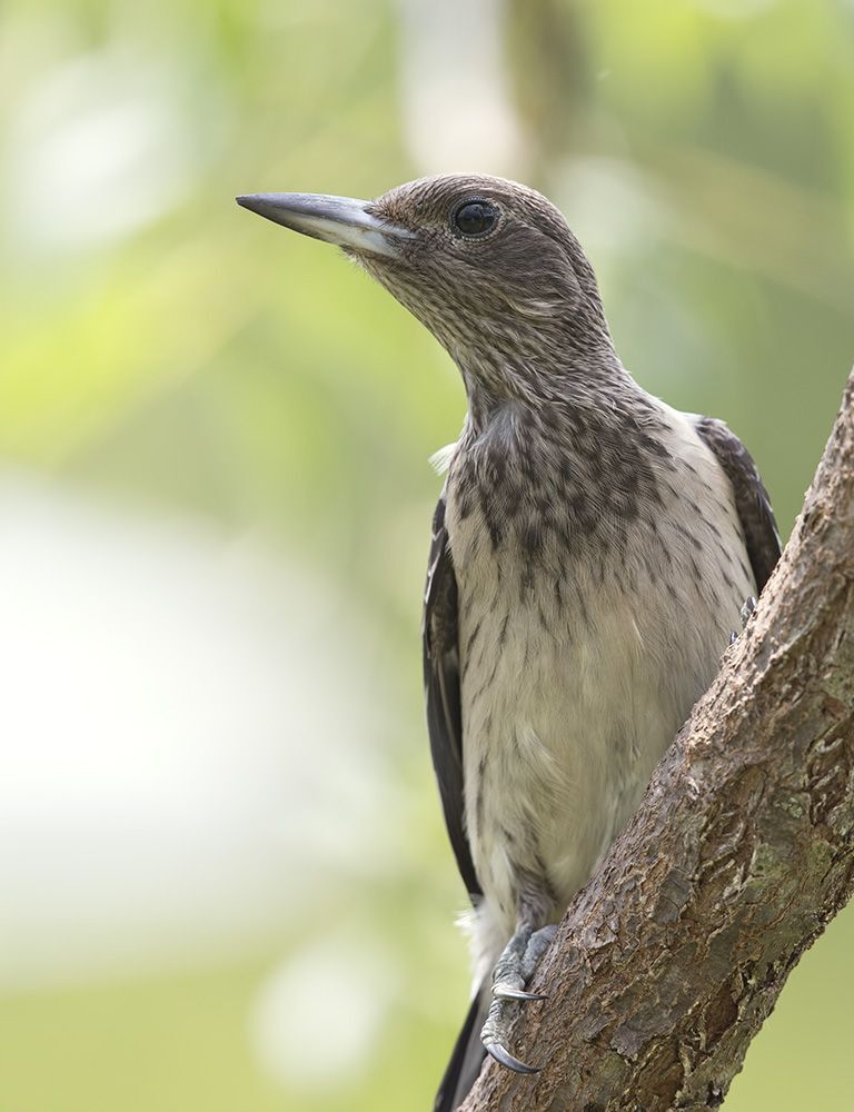 Красноголовый меланерпес - Red-headed Woodpecker