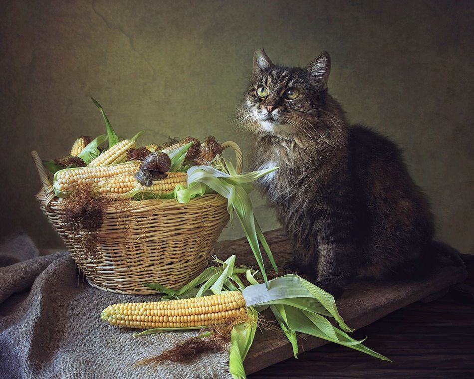 - А Ульяна сырую кукурузу ест!