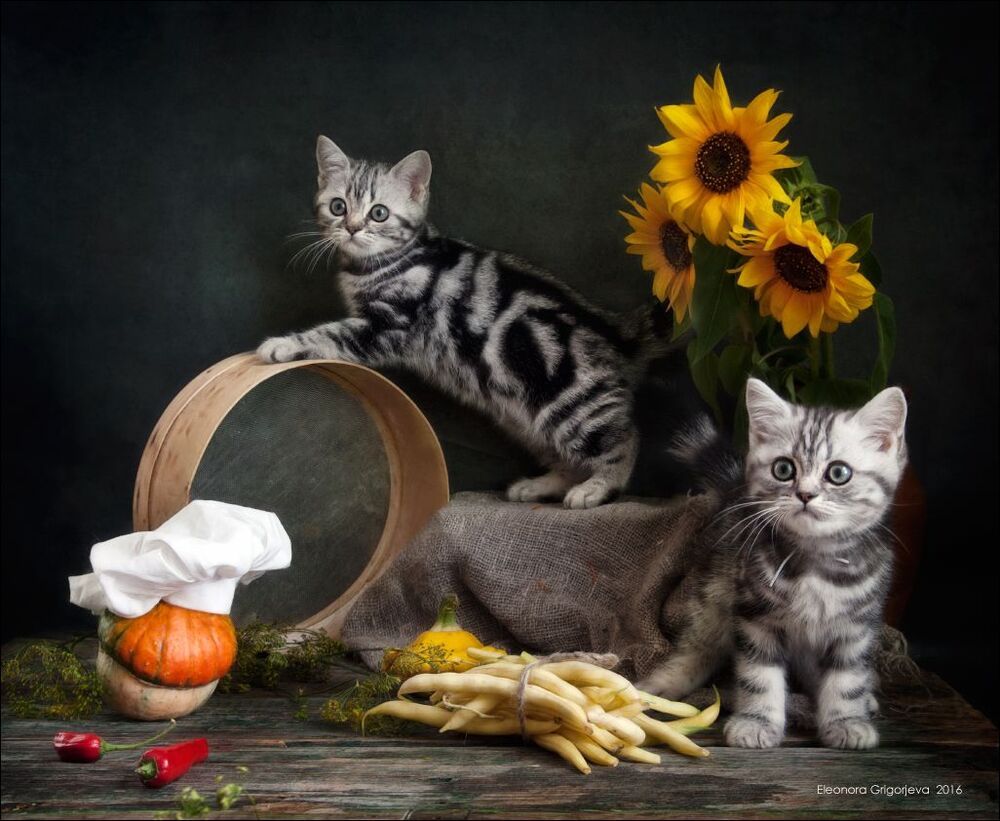 Суп с котом