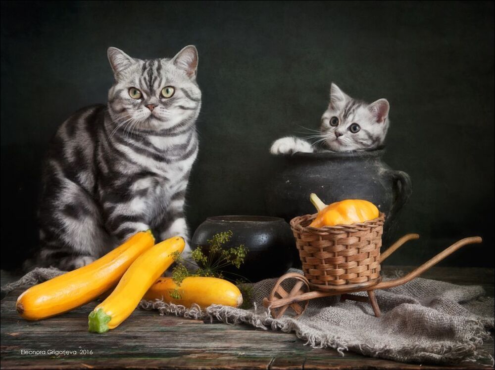Суп с котом
