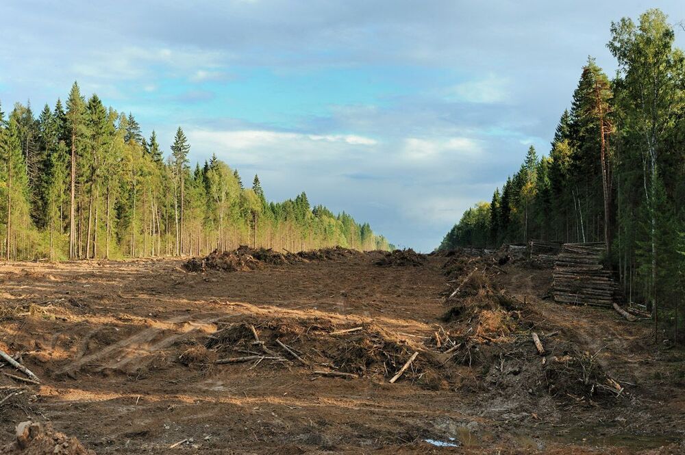 Реквием Менделеевскому лесу