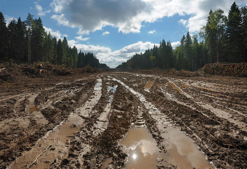 Реквием Менделеевскому лесу