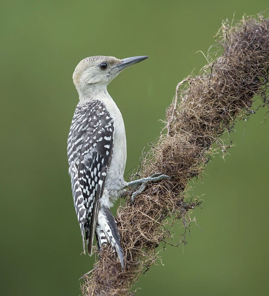 Дятлы. Каролинский меланерпес. Red-bellied Woodpecker (Juvenile)