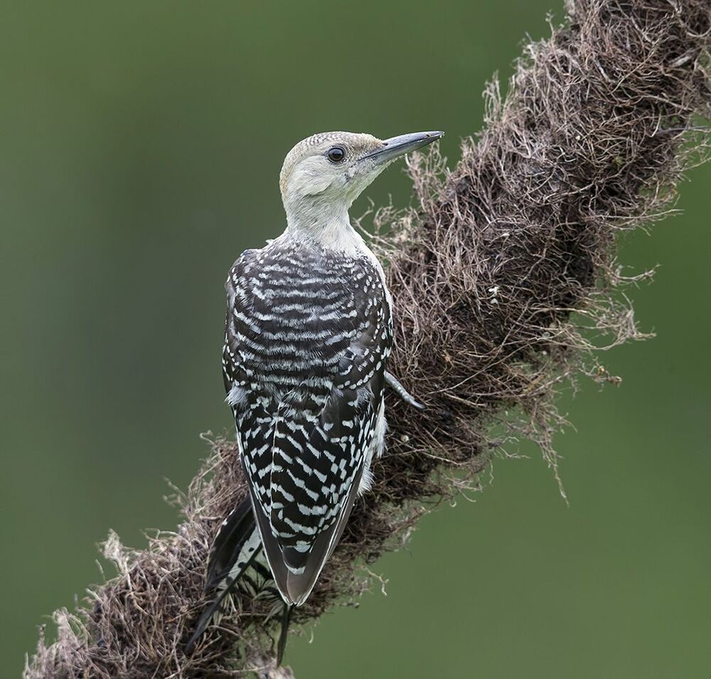 Дятлы. Каролинский меланерпес. Red-bellied Woodpecker (Juvenile)