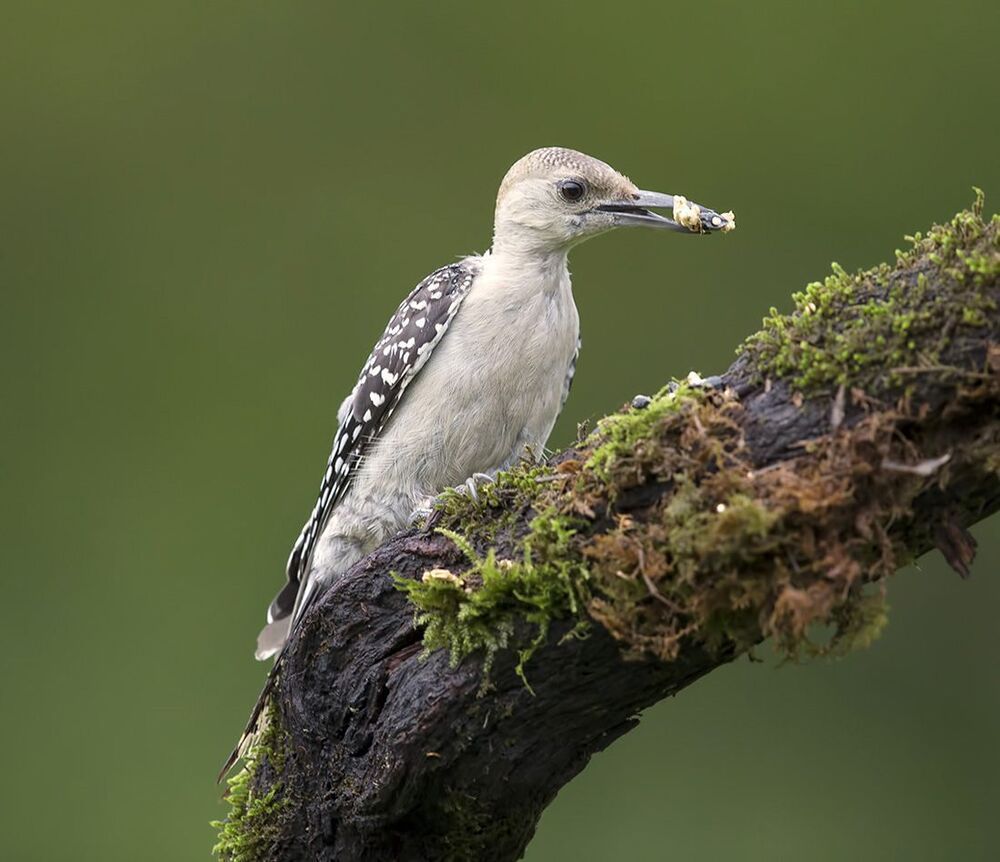 Дятлы. Каролинский меланерпес. Red-bellied Woodpecker (Juvenile)