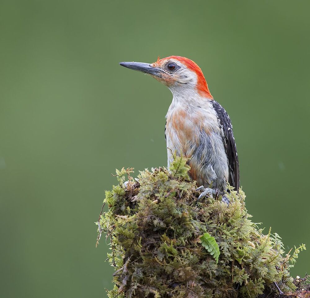 Дятлы. Каролинский меланерпес. Red-bellied Woodpecker (Juvenile)