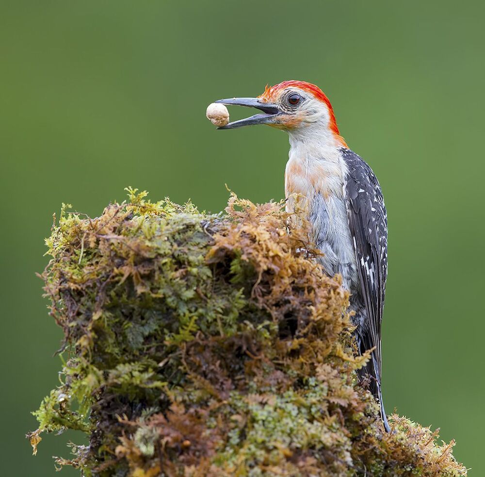 Дятлы. Каролинский меланерпес. Red-bellied Woodpecker (Juvenile)