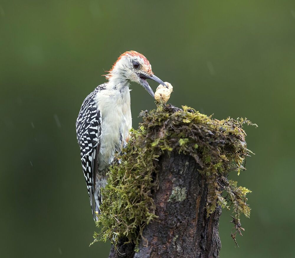 Дятлы. Каролинский меланерпес. Red-bellied Woodpecker (Juvenile)