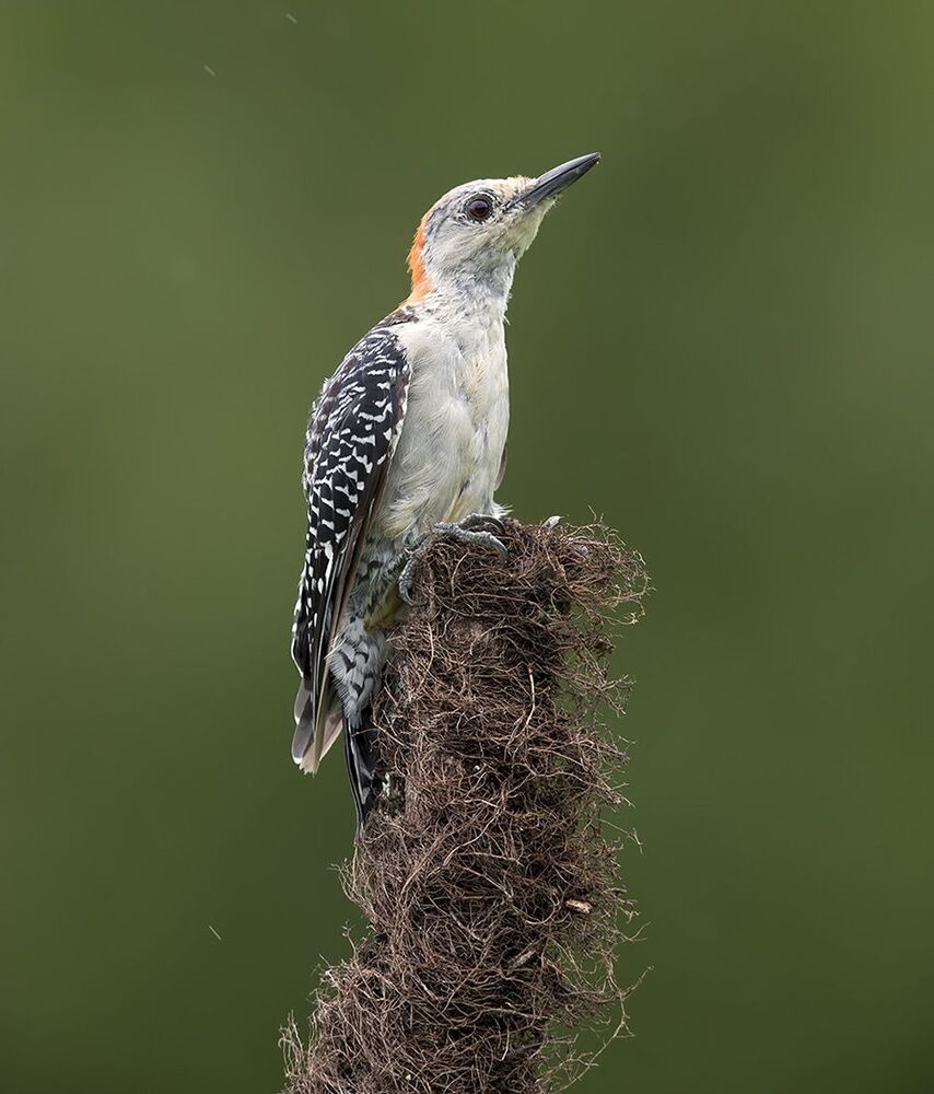 Дятлы. Каролинский меланерпес. Red-bellied Woodpecker (Juvenile)