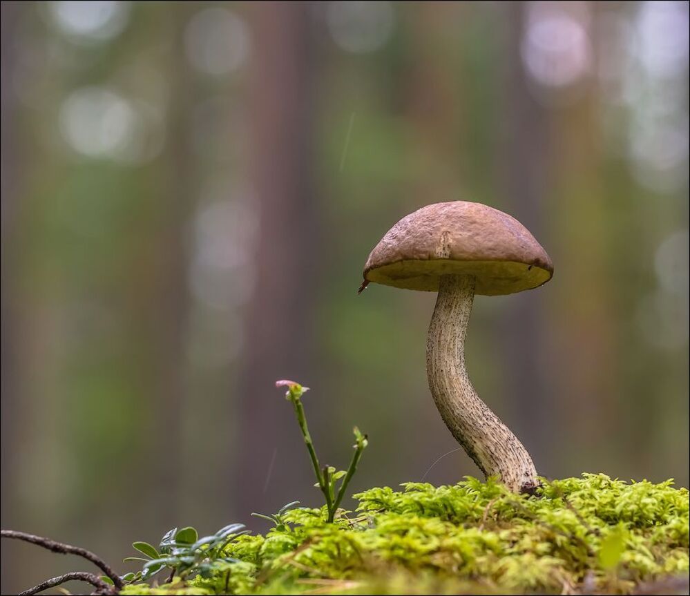 Еще немного о грибах))
