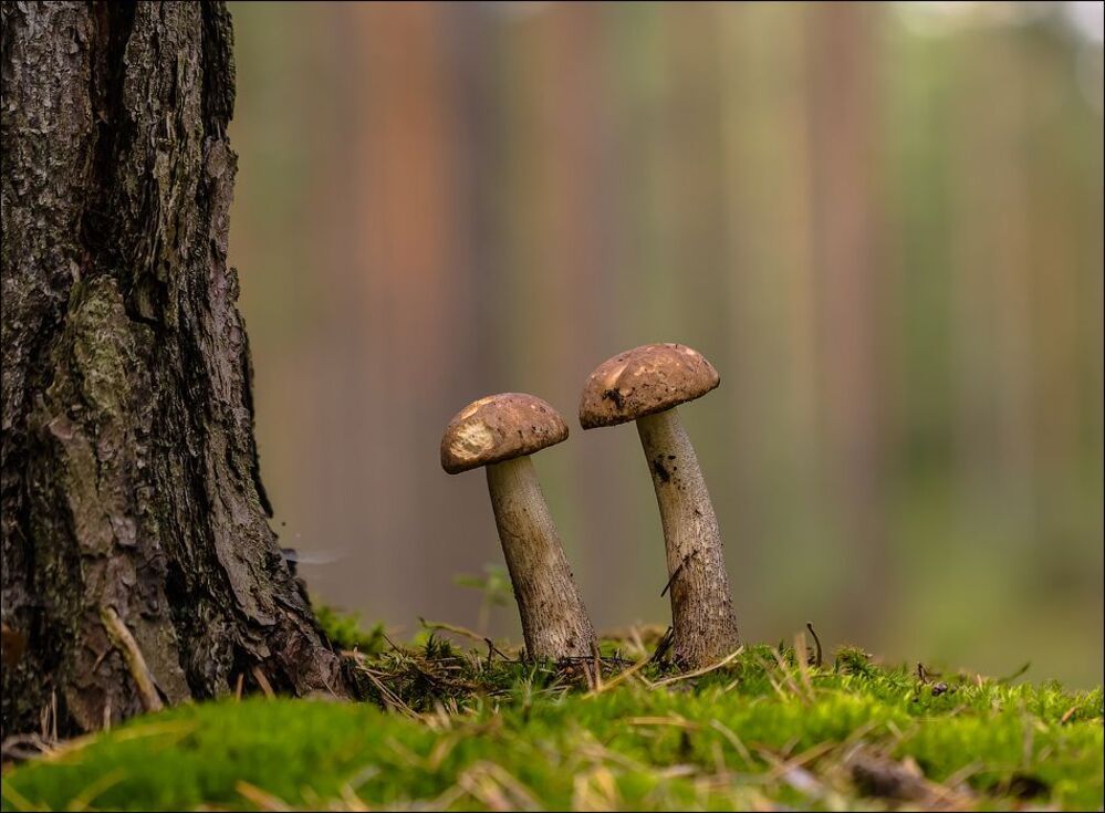Еще немного о грибах))