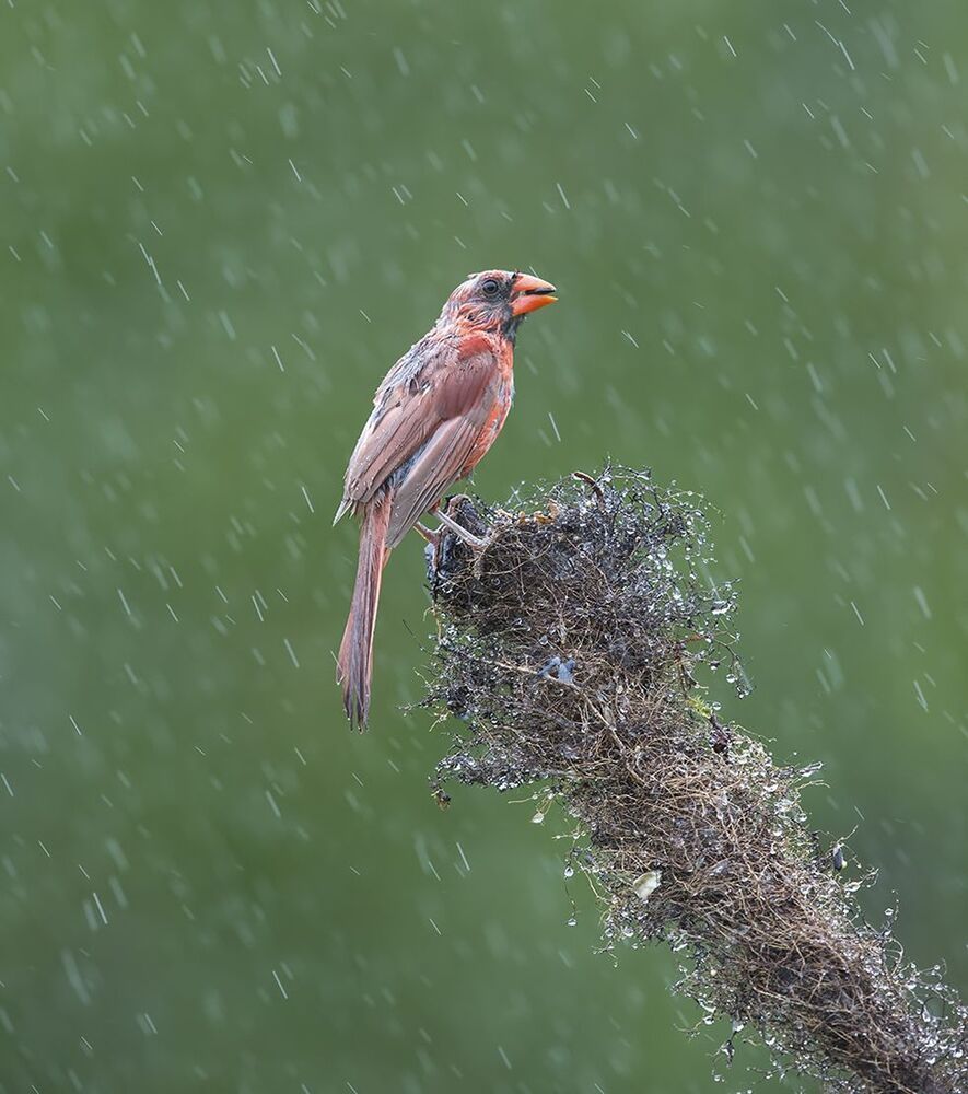 Красный кардинал - Northern Cardinal (Juvenile)