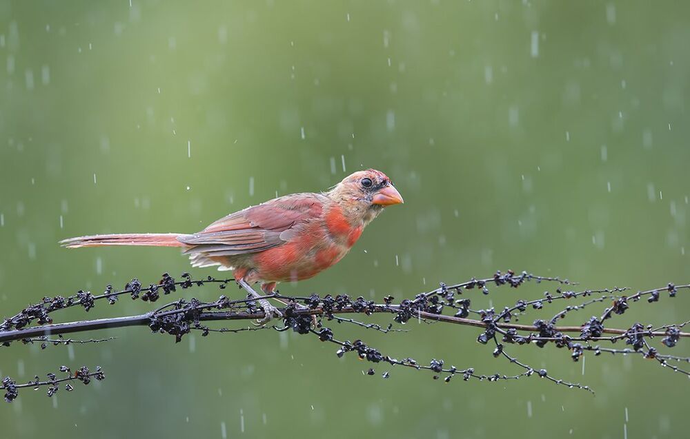 Красный кардинал - Northern Cardinal (Juvenile)