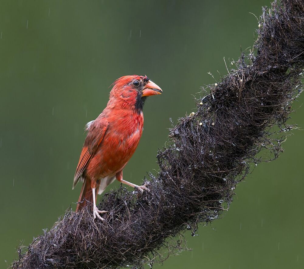 Красный кардинал - Northern Cardinal (Juvenile)
