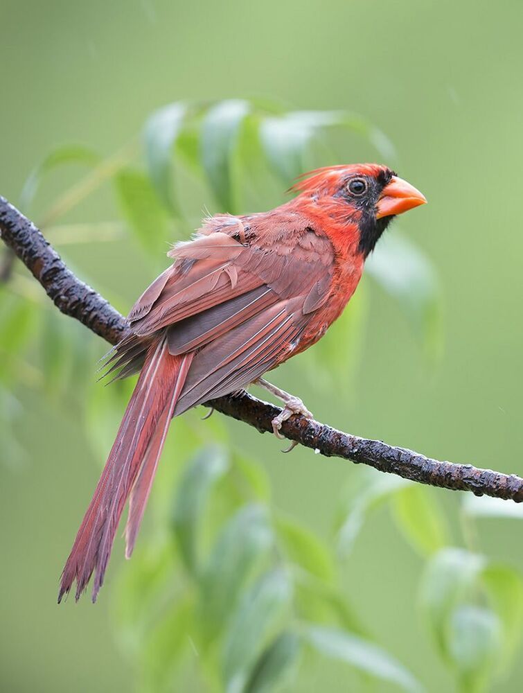 Красный кардинал - Northern Cardinal (Juvenile)
