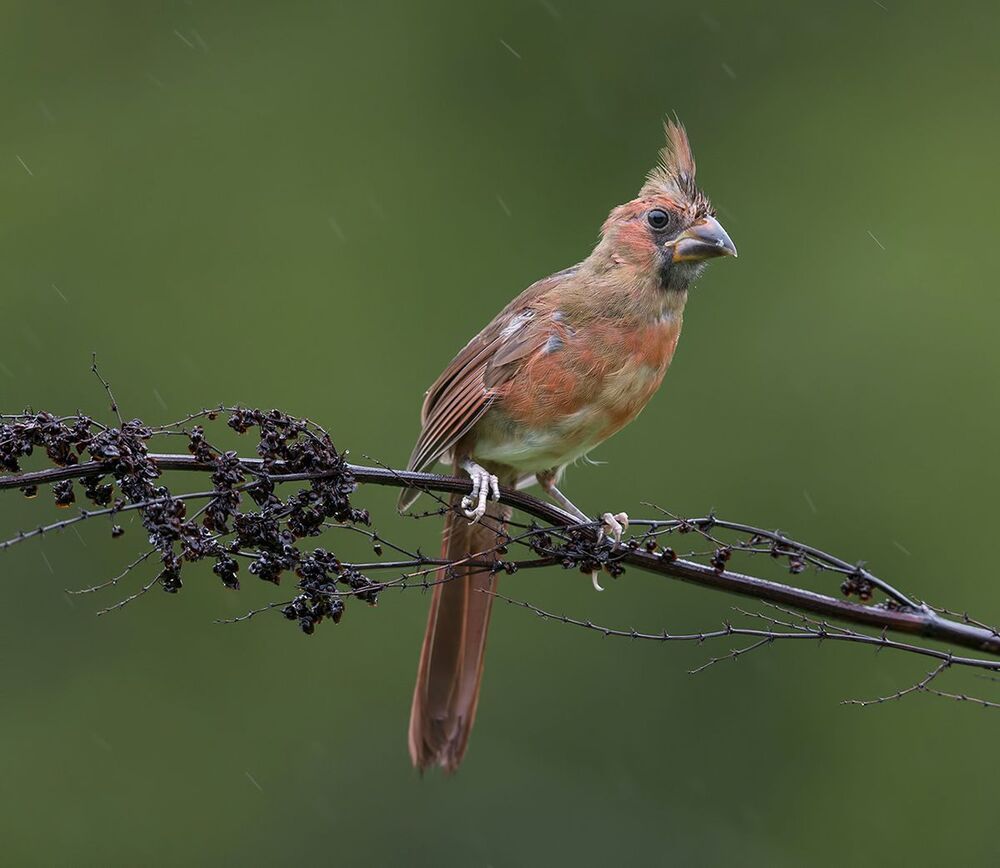 Красный кардинал - Northern Cardinal (Juvenile)