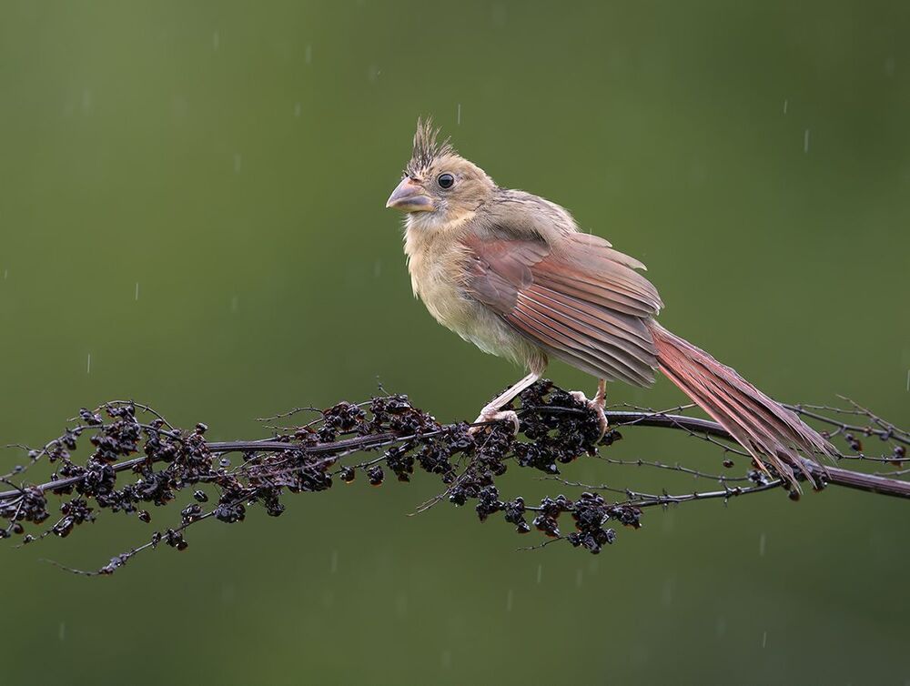 Красный кардинал - Northern Cardinal (Juvenile)