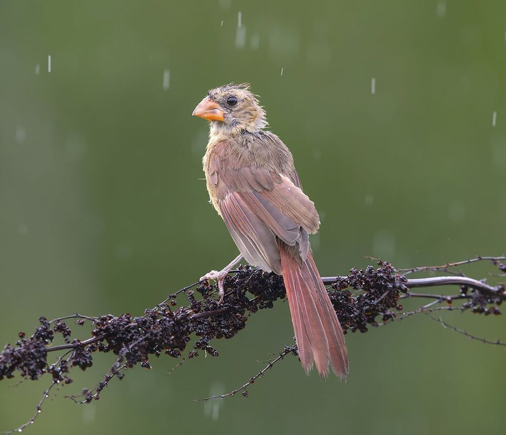 Красный кардинал - Northern Cardinal (Juvenile)
