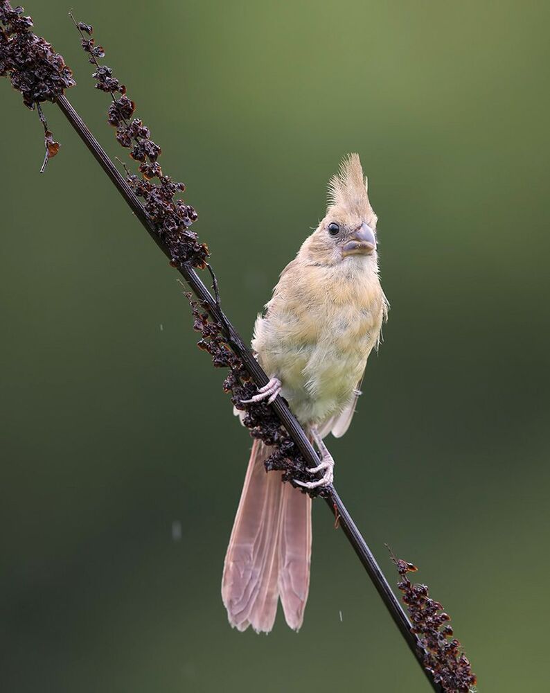 Красный кардинал - Northern Cardinal (Juvenile)